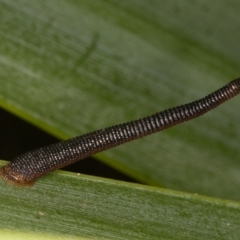 Hirudinea sp. (Class) at Acton, ACT - 25 Feb 2022 09:55 AM