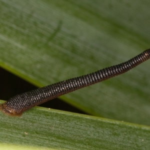 Hirudinea sp. (Class) at Acton, ACT - 25 Feb 2022 09:55 AM