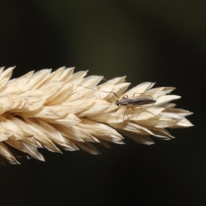 Chironomidae (family) at Fyshwick, ACT - 23 Feb 2022