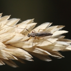 Chironomidae (family) at Fyshwick, ACT - 23 Feb 2022