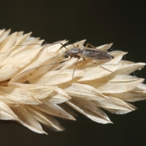 Chironomidae (family) at Fyshwick, ACT - 23 Feb 2022