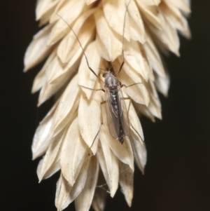 Chironomidae (family) at Fyshwick, ACT - 23 Feb 2022