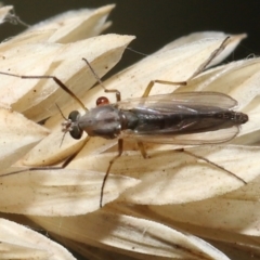 Acari (informal subclass) (Unidentified mite) at Fyshwick, ACT - 23 Feb 2022 by TimL