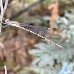 Austrolestes leda (Wandering Ringtail) at O'Connor, ACT - 26 Feb 2022 by ibaird