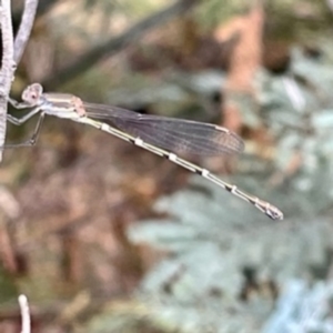 Austrolestes leda at O'Connor, ACT - 26 Feb 2022