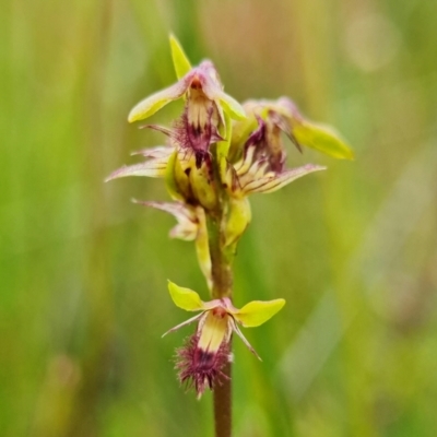 Corunastylis apostasioides (Freak Midge Orchid) at Saint George, NSW - 24 Feb 2022 by RobG1