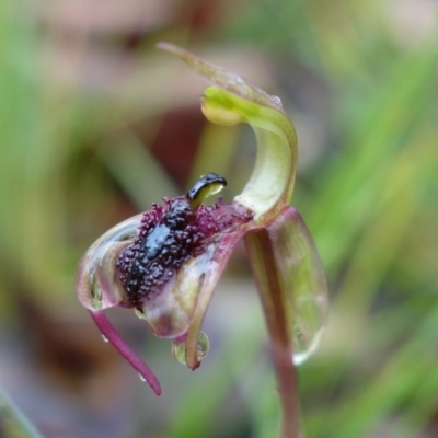 Chiloglottis curviclavia (Bird Orchid) at Sassafras, NSW - 25 Feb 2022 by RobG1