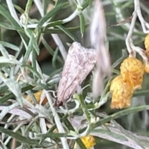 Eudonia cleodoralis at O'Connor, ACT - 26 Feb 2022 12:48 PM