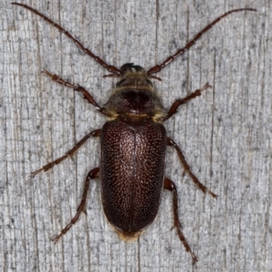 Sceleocantha glabricollis at Melba, ACT - 1 Jan 2022