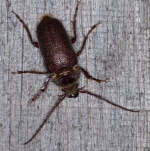 Sceleocantha glabricollis at Melba, ACT - 1 Jan 2022