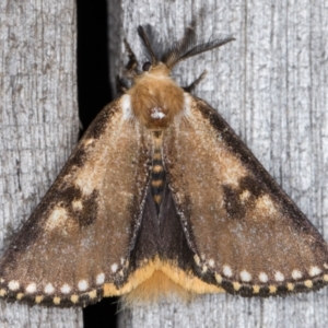 Epicoma contristis at Melba, ACT - 1 Jan 2022