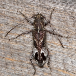 Phacodes personatus at Melba, ACT - 1 Jan 2022 09:12 PM