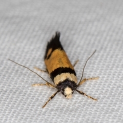 Cosmopterigidae (family) undescribed species at Melba, ACT - 1 Jan 2022