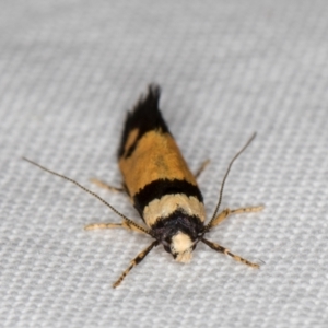 Cosmopterigidae (family) undescribed species at Melba, ACT - 1 Jan 2022