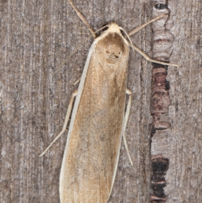 Scoliacma nana (Diminutive Footman) at Melba, ACT - 1 Jan 2022 by kasiaaus