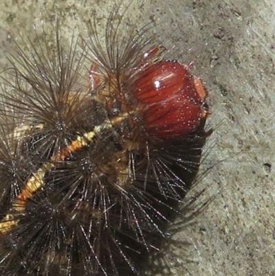 Ardices (genus) (Tiger moth (formerly Spilosoma)) at Narrabundah, ACT - 16 Feb 2022 by RobParnell