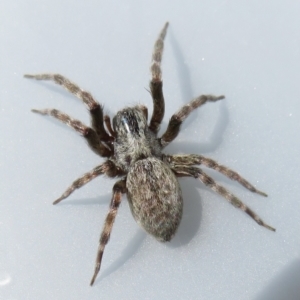 Badumna sp. (genus) at Narrabundah, ACT - 13 Feb 2022 05:19 PM