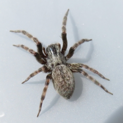 Badumna sp. (genus) (Lattice-web spider) at Narrabundah, ACT - 13 Feb 2022 by RobParnell