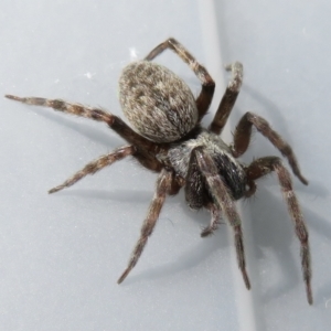 Badumna sp. (genus) at Narrabundah, ACT - 13 Feb 2022 05:19 PM