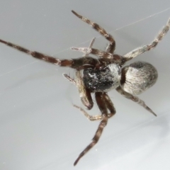 Badumna (genus) at Narrabundah, ACT - 13 Feb 2022 05:19 PM