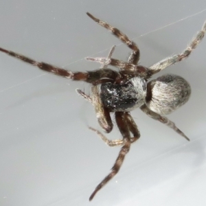 Badumna sp. (genus) at Narrabundah, ACT - 13 Feb 2022