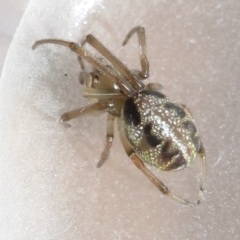 Phonognatha graeffei at Narrabundah, ACT - 11 Feb 2022