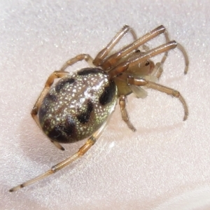 Phonognatha graeffei at Narrabundah, ACT - 11 Feb 2022