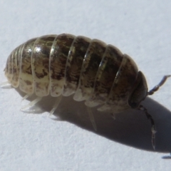 Armadillidium vulgare (Slater bug, woodlouse, pill bug, roley poley) at Narrabundah, ACT - 10 Feb 2022 by RobParnell