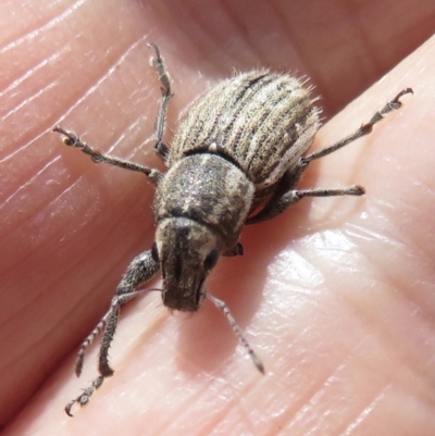 Naupactus leucoloma (White-fringed weevil) at Fyshwick, ACT - 10 Feb 2022 by RobParnell