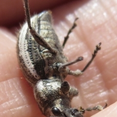 Naupactus leucoloma at Fyshwick, ACT - 10 Feb 2022