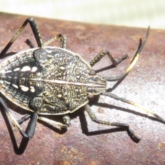 Theseus modestus (Gum tree shield bug) at Narrabundah, ACT - 9 Feb 2022 by RobParnell