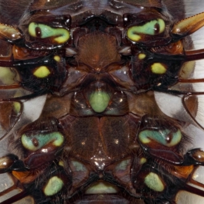 Adversaeschna brevistyla (Blue-spotted Hawker) at Evatt, ACT - 3 Feb 2016 by TimL