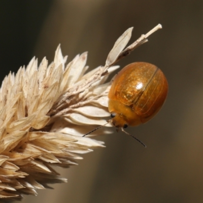 Paropsisterna cloelia (Eucalyptus variegated beetle) at Fyshwick, ACT - 22 Feb 2022 by TimL