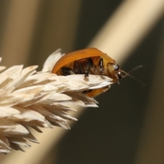 Paropsisterna cloelia at Fyshwick, ACT - 23 Feb 2022