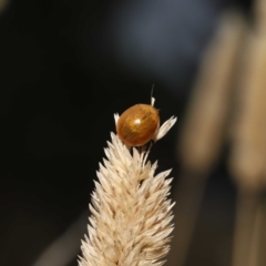 Paropsisterna cloelia at Fyshwick, ACT - 23 Feb 2022