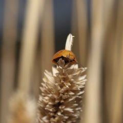 Paropsisterna cloelia at Fyshwick, ACT - 23 Feb 2022