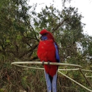 Platycercus elegans at Kambah, ACT - 26 Feb 2022 12:47 PM