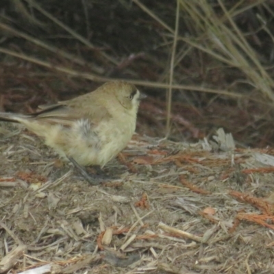 Aphelocephala leucopsis (Southern Whiteface) at Molonglo Valley, ACT - 19 Jan 2022 by tom.tomward@gmail.com