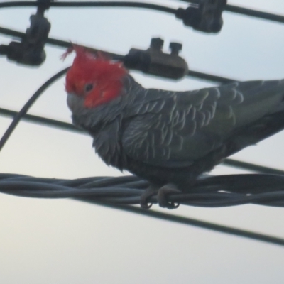 Callocephalon fimbriatum (Gang-gang Cockatoo) at Griffith, ACT - 13 Jan 2022 by BenW