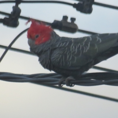 Callocephalon fimbriatum (Gang-gang Cockatoo) at Griffith, ACT - 12 Jan 2022 by tom.tomward@gmail.com