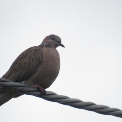 Spilopelia chinensis (Spotted Dove) at Griffith, ACT - 19 Jan 2022 by BenW