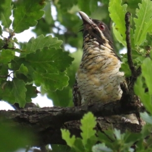 Eudynamys orientalis at Griffith, ACT - 20 Jan 2022