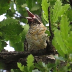 Eudynamys orientalis at Griffith, ACT - 20 Jan 2022