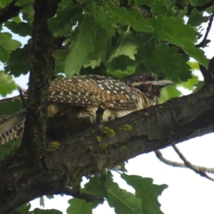 Eudynamys orientalis at Griffith, ACT - 20 Jan 2022 06:26 PM