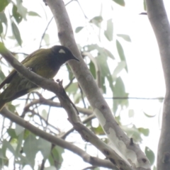 Nesoptilotis leucotis (White-eared Honeyeater) at Carwoola, NSW - 24 Jan 2022 by BenW