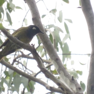 Nesoptilotis leucotis at Carwoola, NSW - 24 Jan 2022