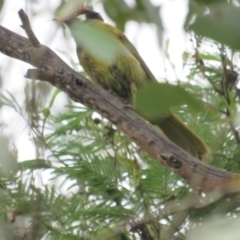 Nesoptilotis leucotis at Carwoola, NSW - 24 Jan 2022 11:02 AM