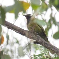 Nesoptilotis leucotis at Carwoola, NSW - 24 Jan 2022 11:02 AM