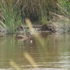 Spatula rhynchotis (Australasian Shoveler) at Hoskinstown, NSW - 24 Jan 2022 by TomW