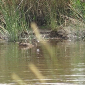 Spatula rhynchotis at Hoskinstown, NSW - 24 Jan 2022 12:26 PM